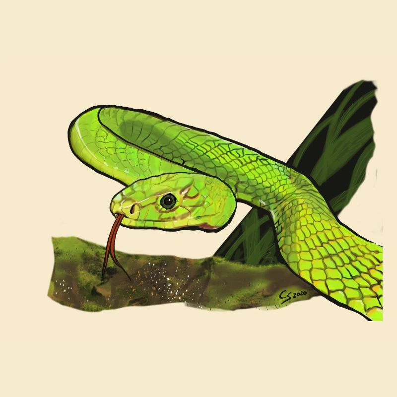 Serpent vert brillant dans la jungle