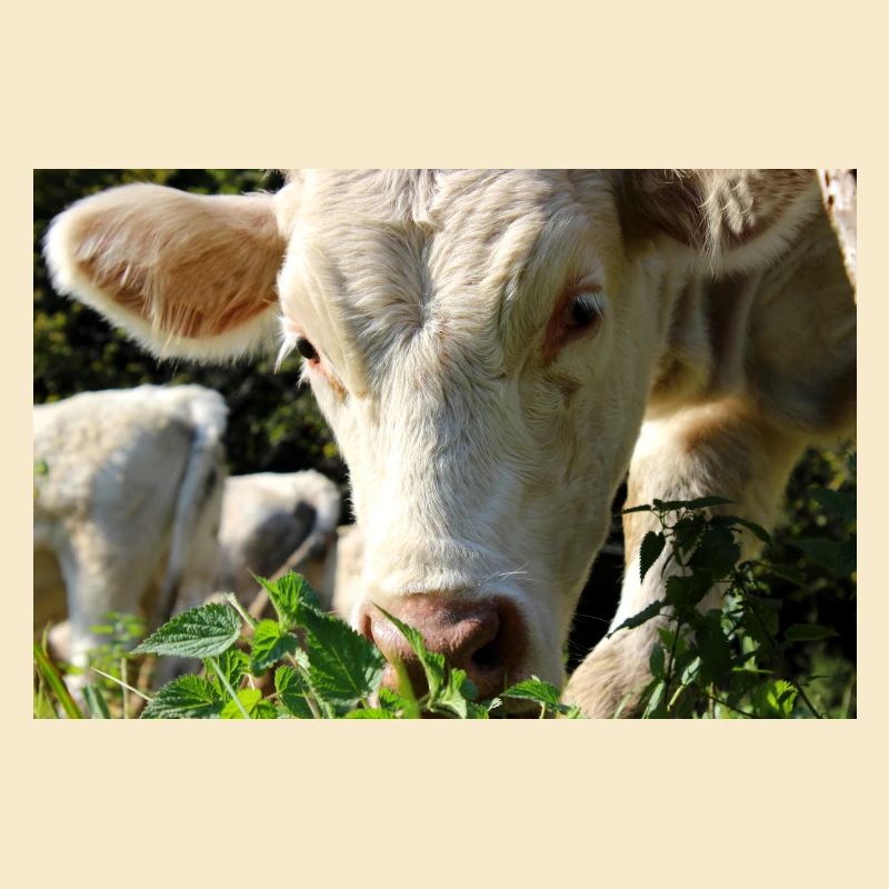 Affiche vache