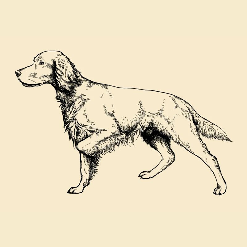 Setter ci-dessus