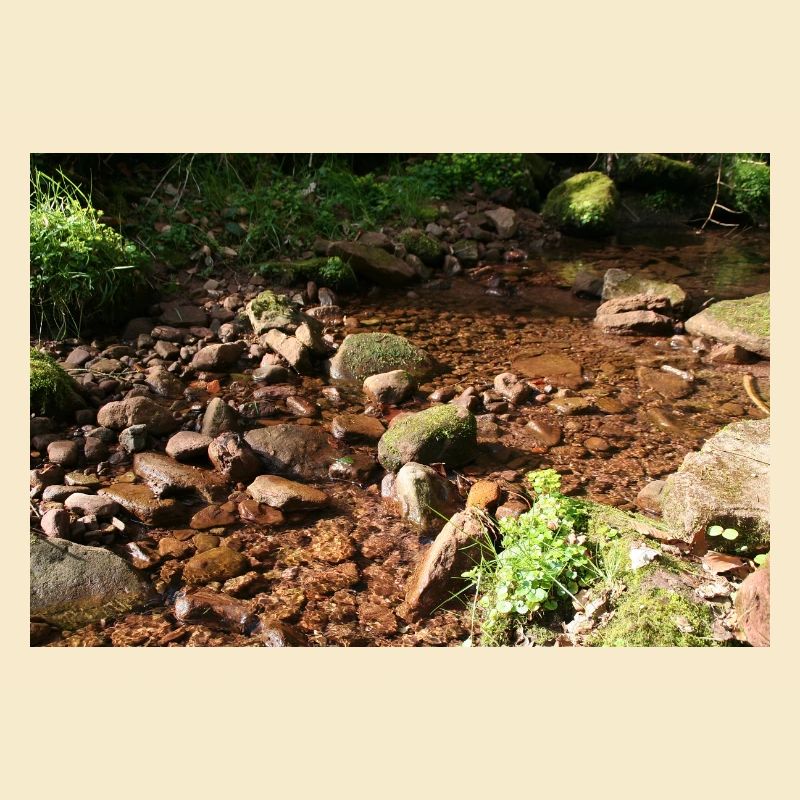 Black Forest Forest Stream