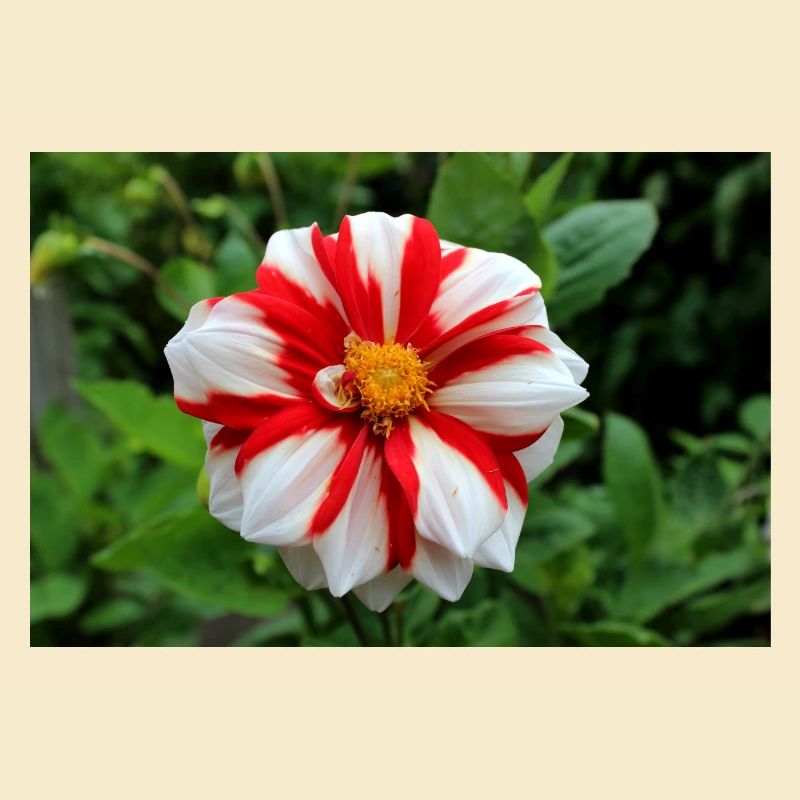 Dahlia blanc rouge fleur, fleur