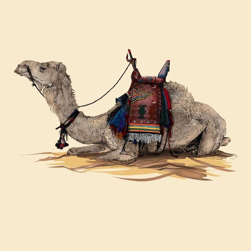 Camel