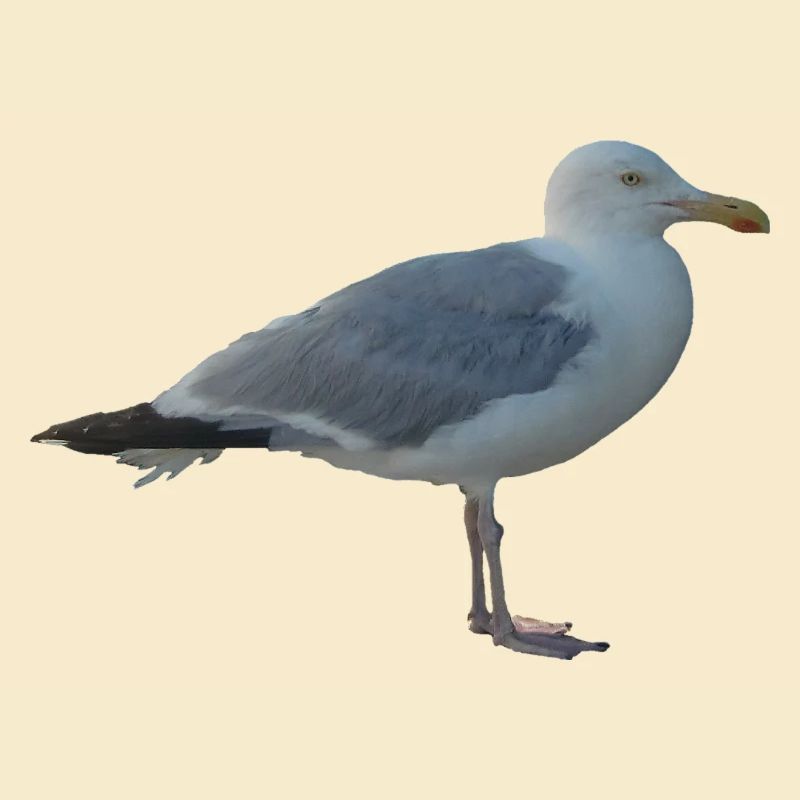 Mouette