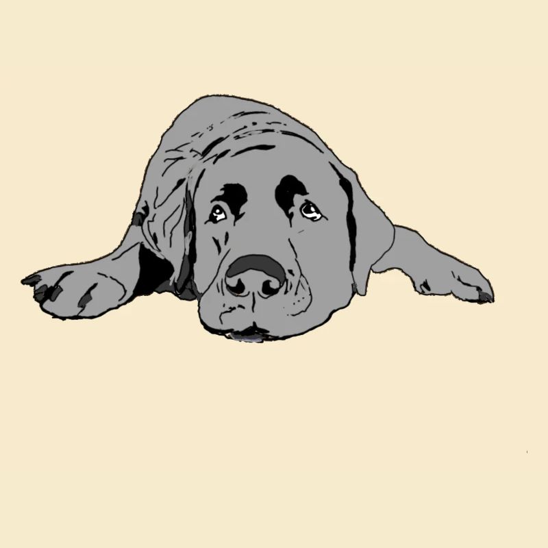 Labrador