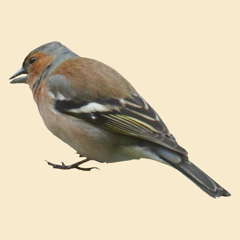 Buchfink (seitlich)