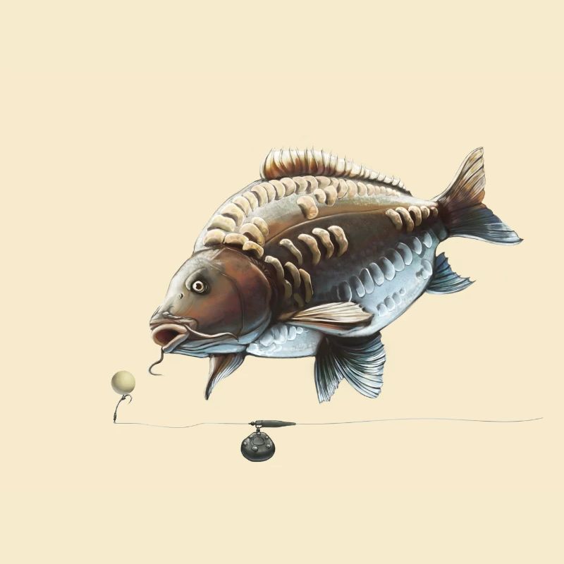 Karpfenfischen Ronnie Rig Spiegelkarpfen-Design