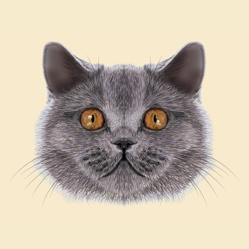 Britisch-Kurzhaar-Katze 