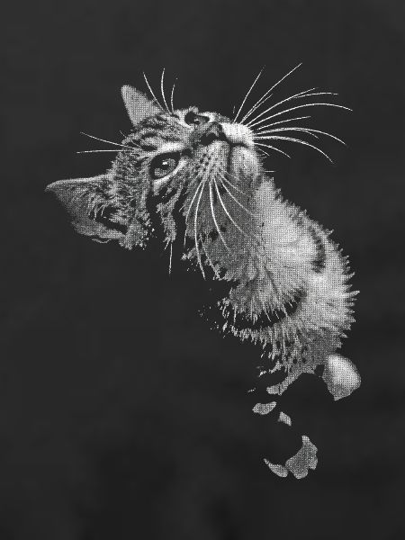 Grayscale Cat Purring Look