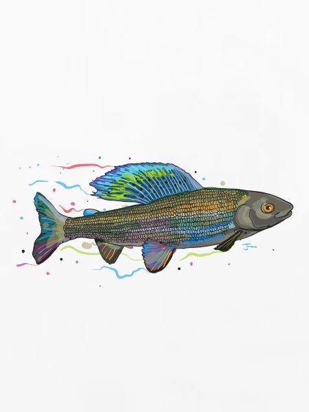 Chromatischer irisierender Fisch – Äsche
