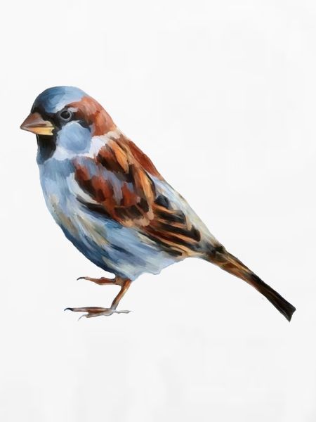 Vogel Spatz 