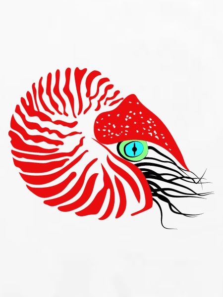 Perlboot, Ammonit, Kopffüßer, Nautilus