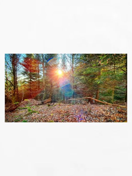 Sonnenlicht im Herbstwald