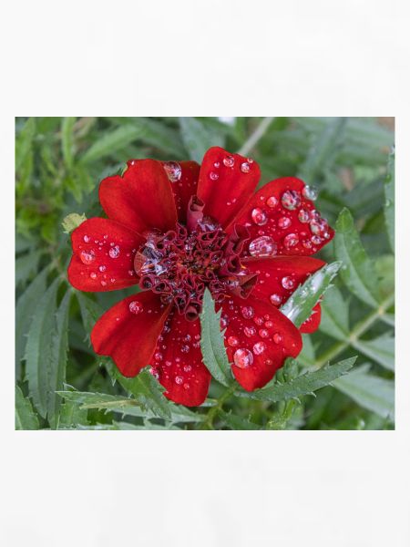 Rote Kleinblattblüte, bedeckt mit Wassertropfen,