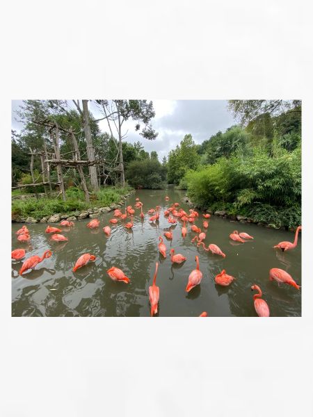 Flamingos im Sumpf