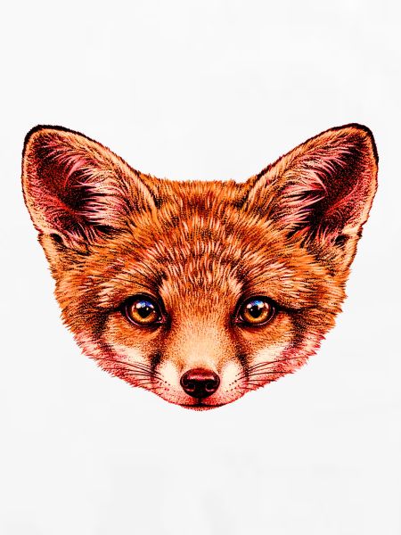 fuchsbaby Kopf Illustration