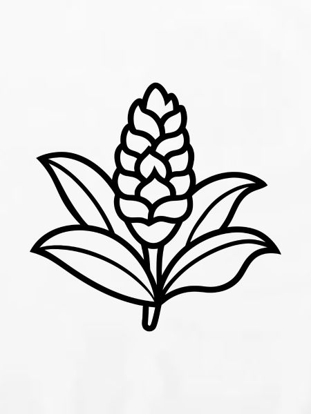 Ingwerblüte