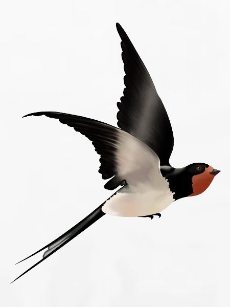 Schwalbe im Flug