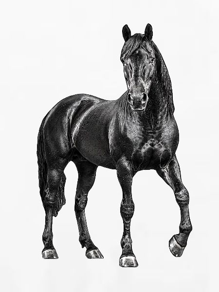 Pferd Hengst