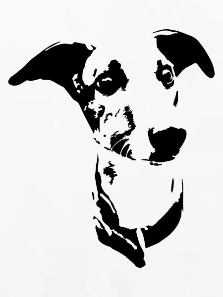 Tête de whippet