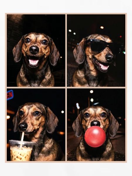 Hunde Dackel Hund