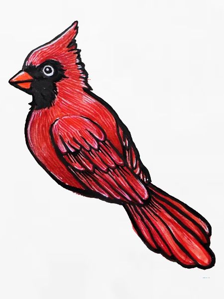 Roter Kardinal-Sketch