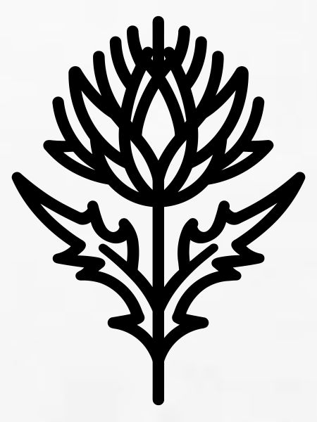 Distelblüte