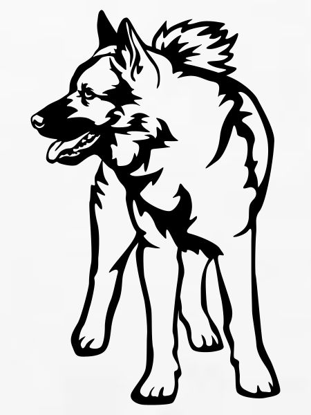Norwegian Moose Dog