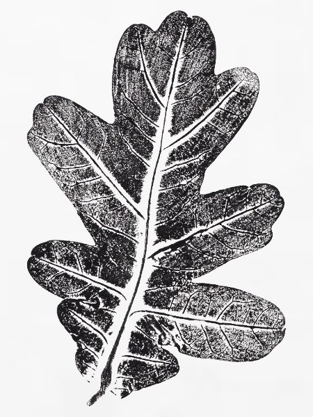 Eichenblatt / Botanik Blatt - Natur & Wald