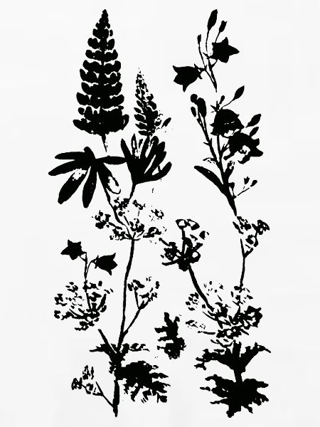 WIESENPFLANZEN