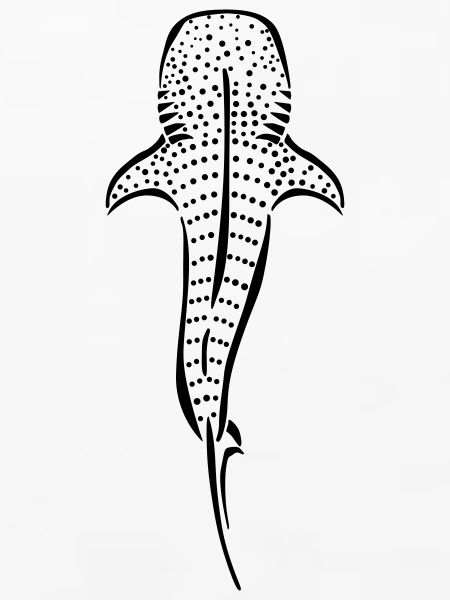 whaleshark
