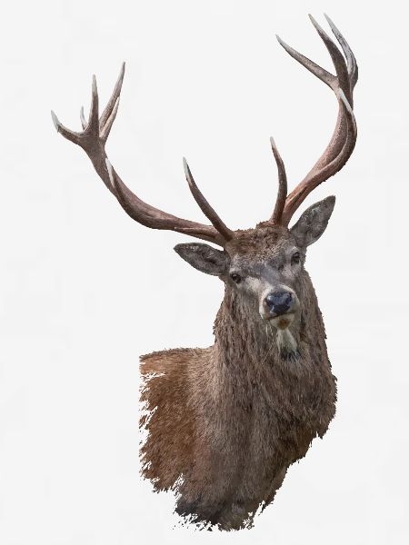 Hirsch