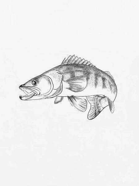 pike-perch