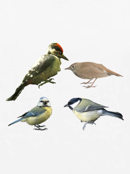 Singvögel