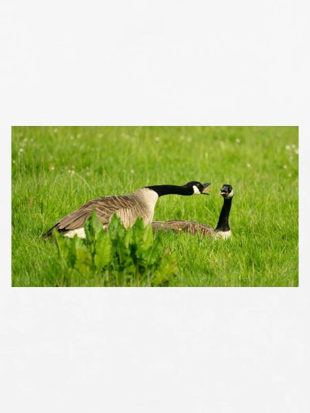 Gans