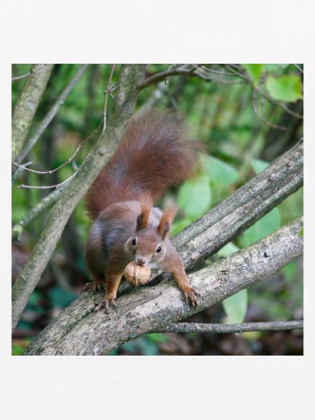 Eichhörnchen am Ast mit Nuss