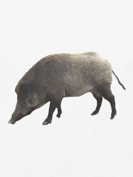 Wildschwein