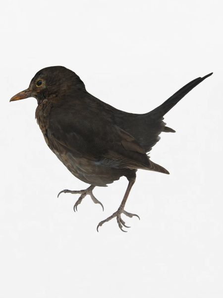 Amsel