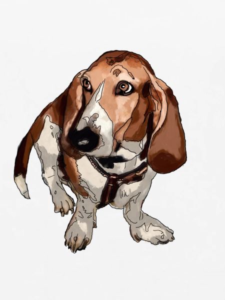 Basset