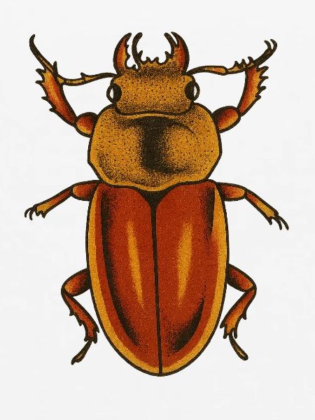 Kunstdruck „Crimson Bug“