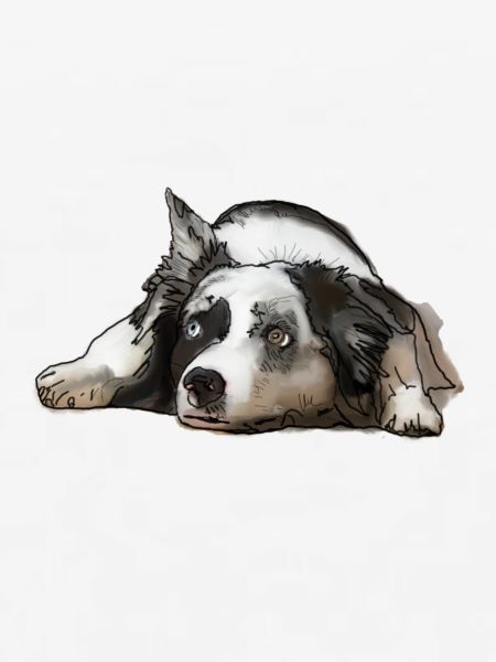 Australian Shepherd