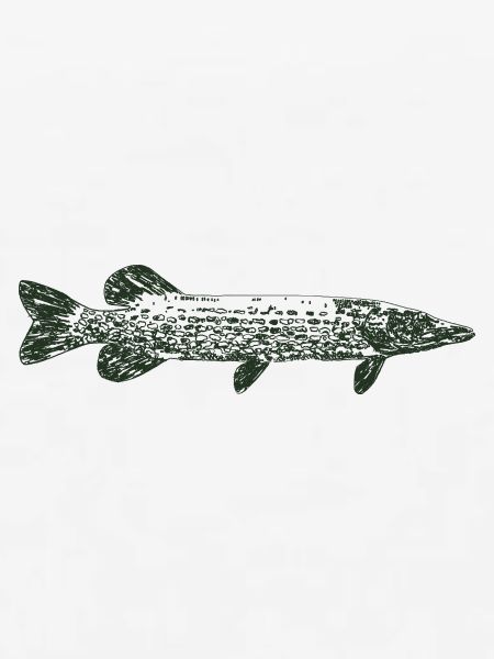 Pike