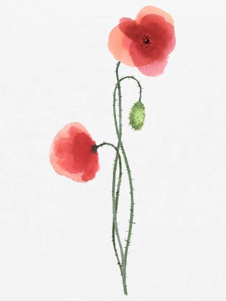 Blume: roter Mohn