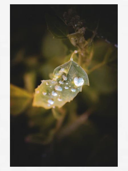 Blatt-Wassertropfen