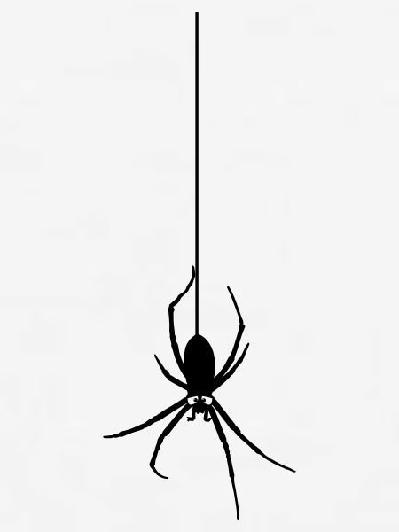 Die Spinne