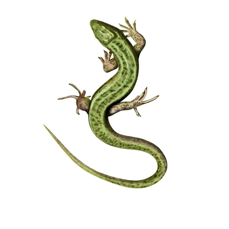 Lizard