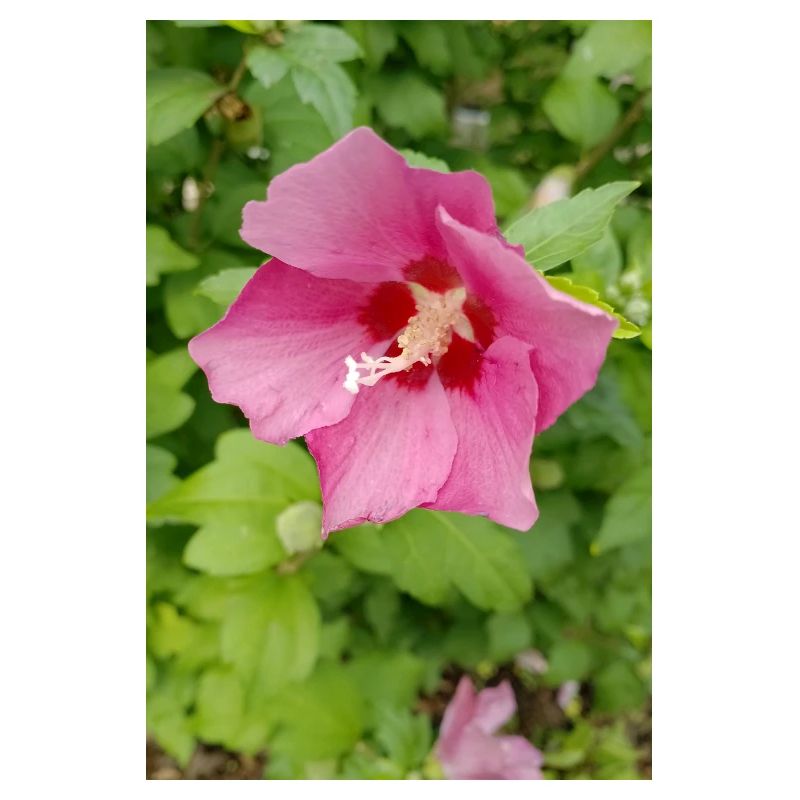 Pink Hibiscus (Shrub Marshmallow)