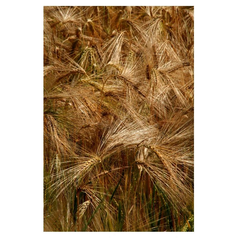 Golden wheat field nature pattern