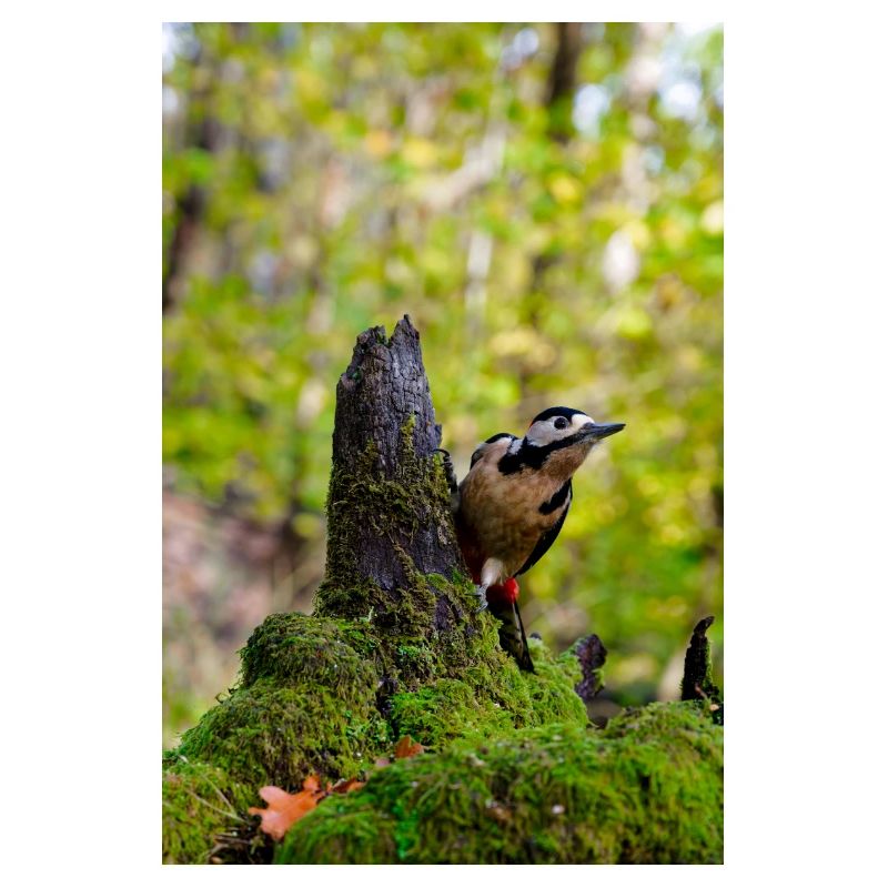 Waldspecht auf moosigem Baumstumpf