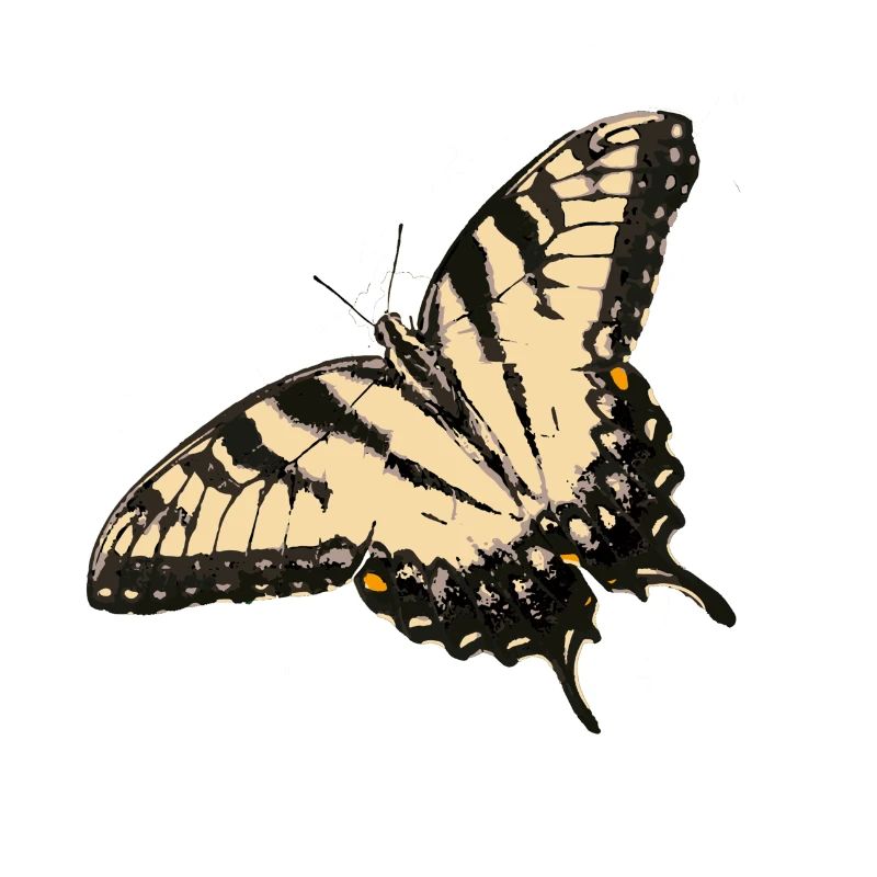 Illustration de papillon citron