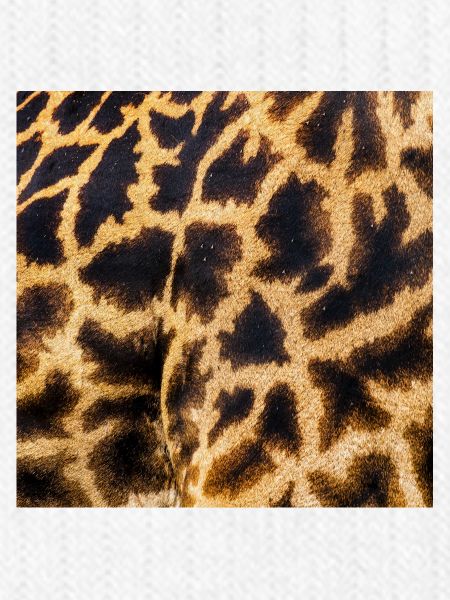 SAFARI